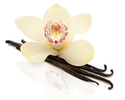 vanilla flower