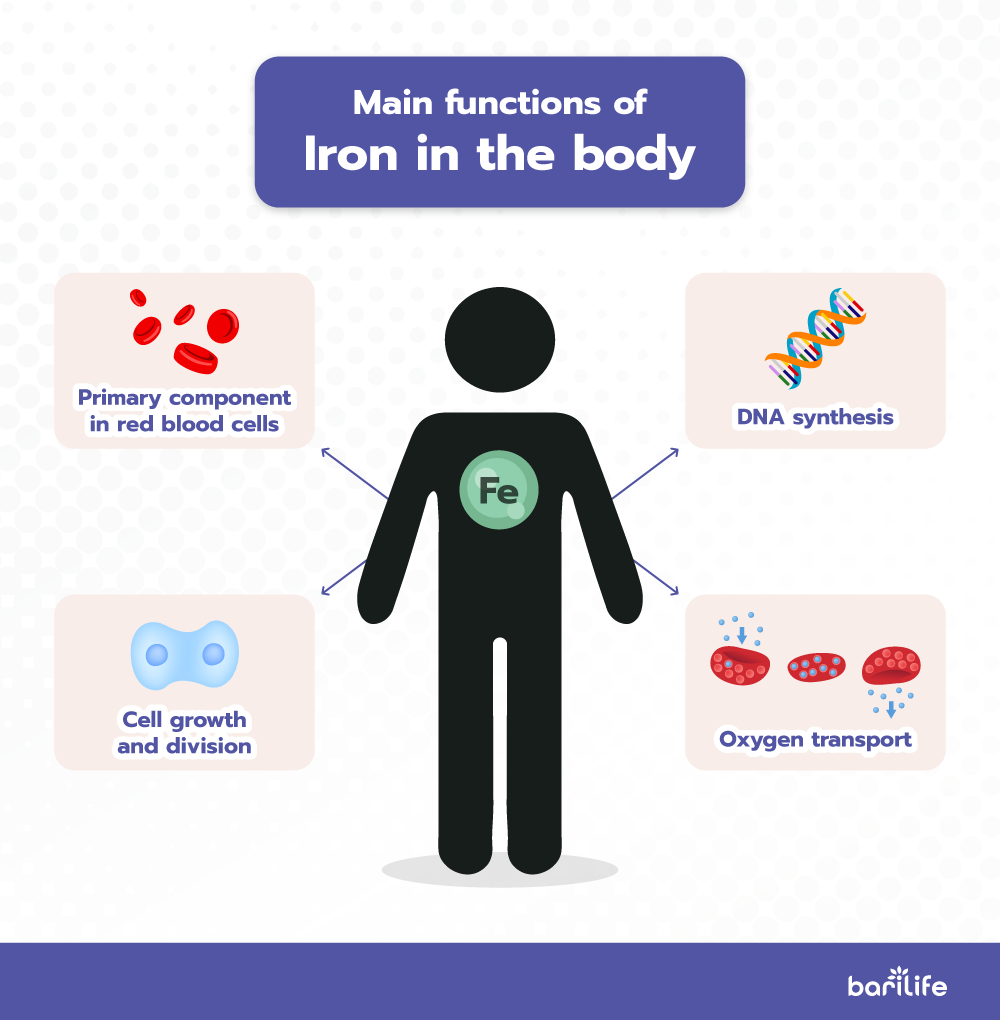 Main functions of iron in the body