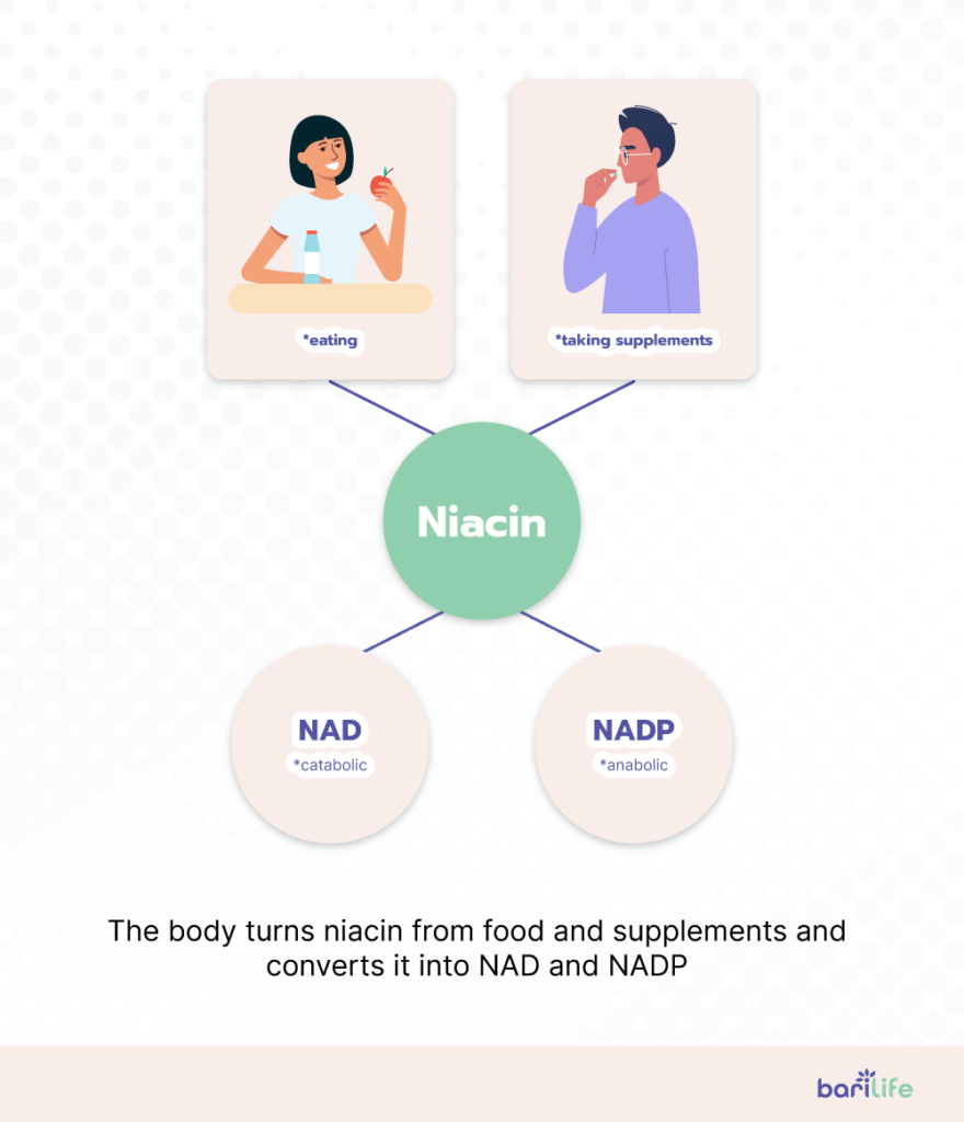 niacin conversion